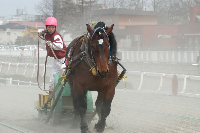 ばんえい競馬