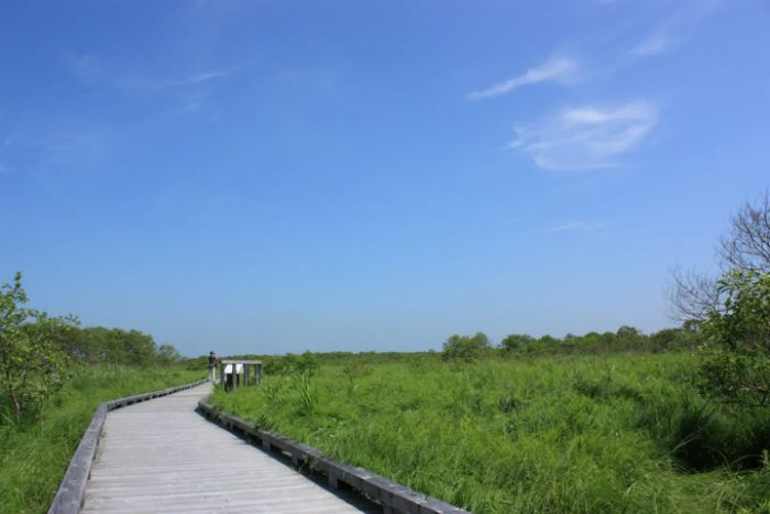 釧路湿原の温根内木道