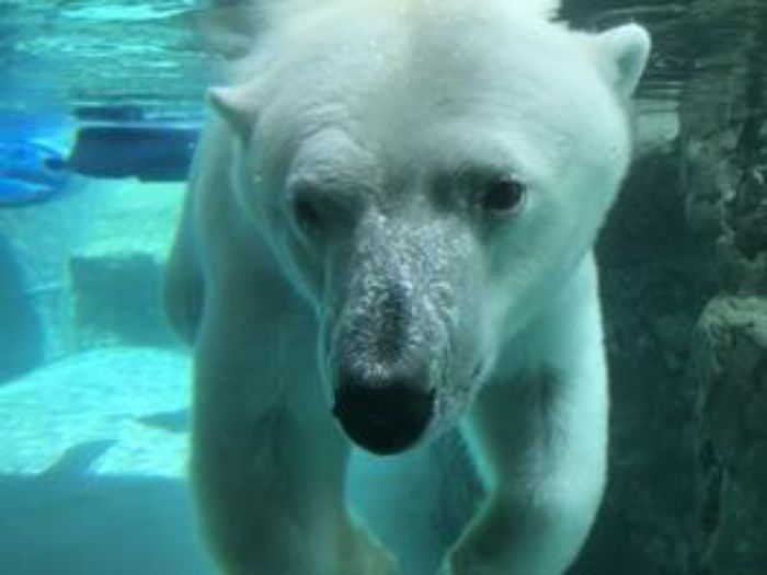 旭山動物園の白熊