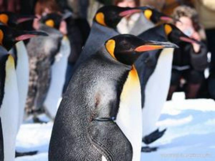 旭山動物園のペンギン