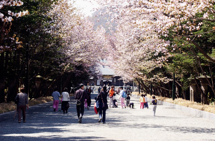 北海道神宮_桜